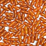 Close-up of amber-orange seed-shaped organic objects on a white background.