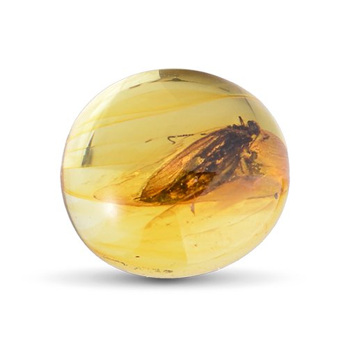 Genuine Baltic amber unique amber piece with inclusion