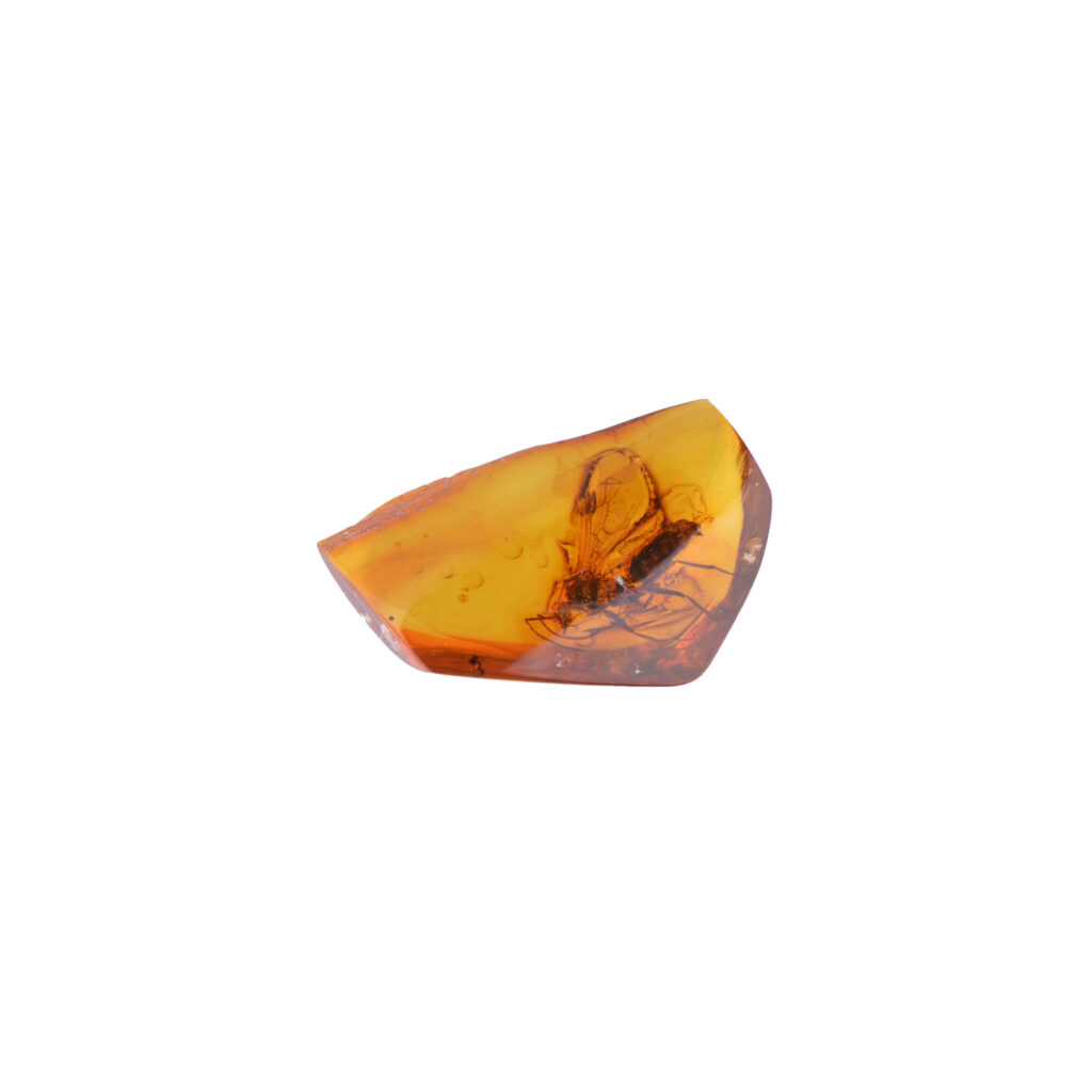 A genuine Baltic amber piece containing a well-preserved Hymenoptera (helicopter-like insect). The amber's rich golden hue and smooth, polished surface highlight the detailed features of the ancient insect, suspended in time within the fossilized resin. Its wings and body are clearly visible, making this a rare and scientifically significant specimen with a deep sense of history. The amber’s organic texture adds to its natural beauty and uniqueness.