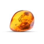 Polished Baltic amber with organic inclusions, warm golden hues, and smooth, teardrop-shaped surface.