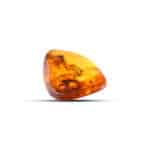 Polished Baltic amber with natural inclusions and warm, golden glow, highlighting ancient preserved life.