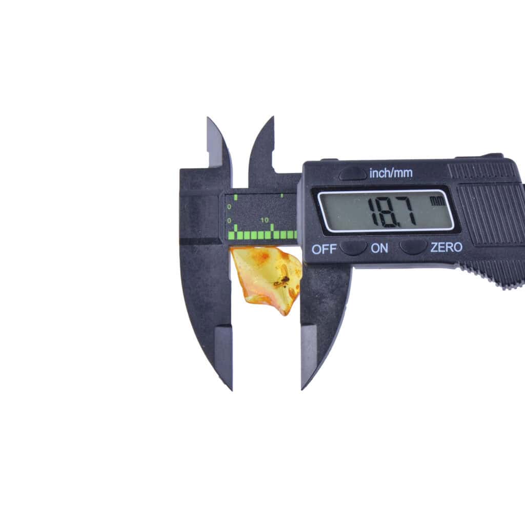 Digital caliper measuring small natural object, highlighting precision in biological or natural study.