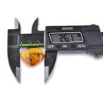 Digital caliper measuring polished amber gemstone with golden hue and natural inclusions.