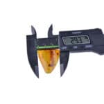 Measuring Baltic amber with digital calipers, showcasing natural insect inclusions and golden hue.
