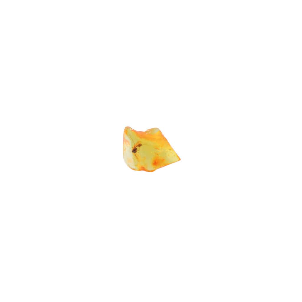 Small polished shell or mineral specimen with creamy yellow and orange hues against a white background.