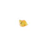 Small polished shell or mineral specimen with creamy yellow and orange hues against a white background.