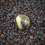 Polished black and yellow stone atop dark gravel with contrasting textures and natural shine.