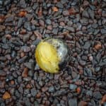 Bright yellow polished stone on dark pebbles, outdoor natural setting, textured and glossy.