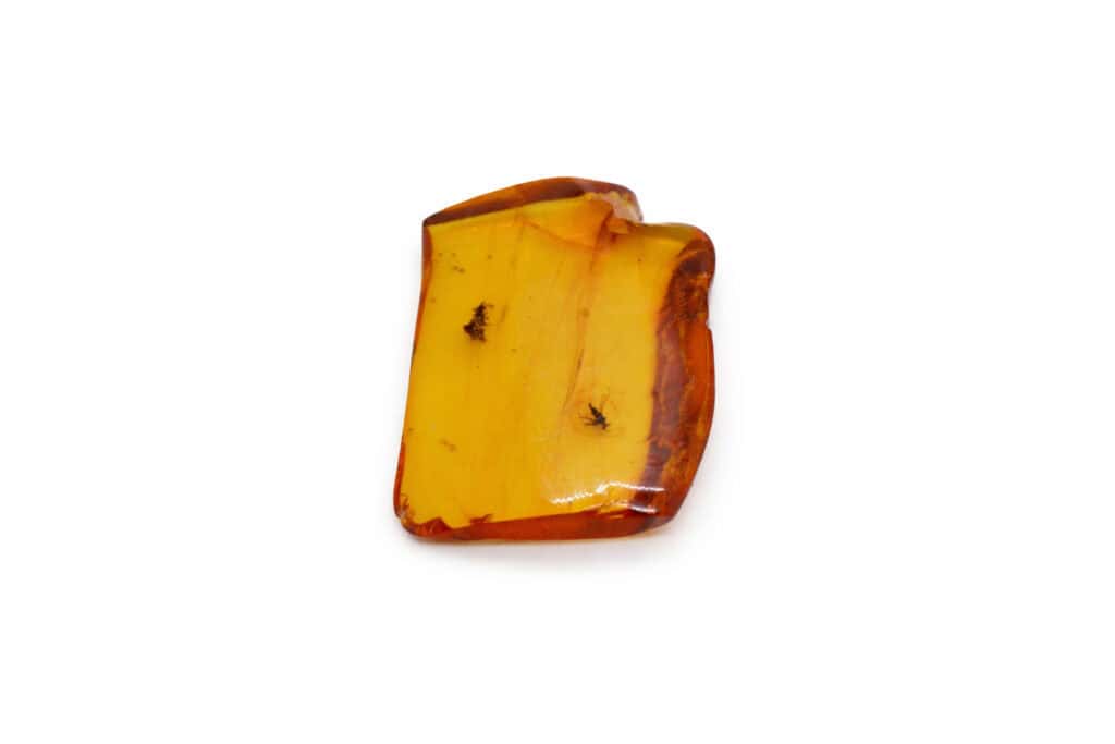 natural amber fossil with a fly