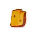 natural amber fossil with a fly